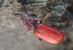 Zenodosus sanguineus