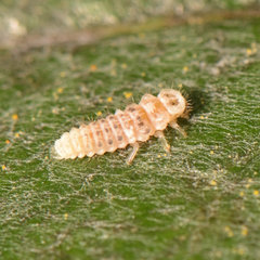 Psyllobora vigintimaculata