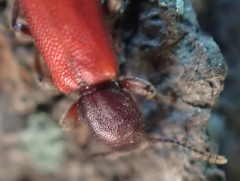 Zenodosus sanguineus