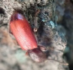 Zenodosus sanguineus