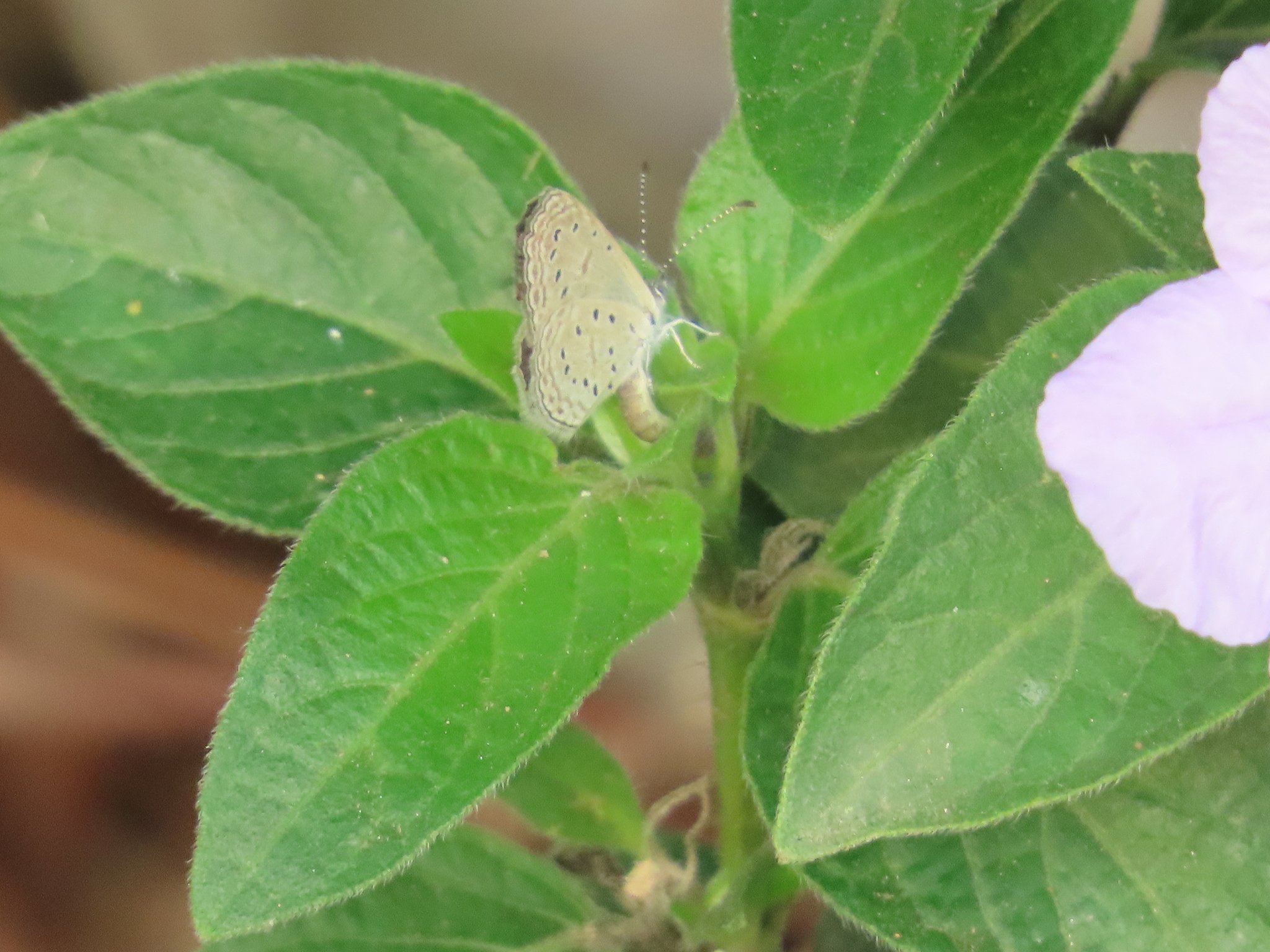Tiny Grass Blue