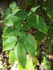 Sambucus nigra
