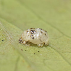 Psyllobora vigintimaculata