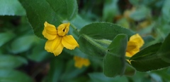Goodenia amplexans