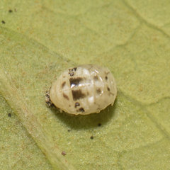 Psyllobora vigintimaculata