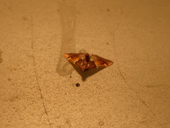 Pyralis kacheticalis