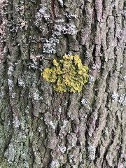 Xanthoria parietina