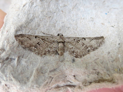 Eupithecia interruptofasciata