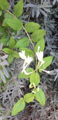 Lonicera japonica