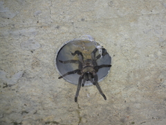 Chaetopelma olivaceum