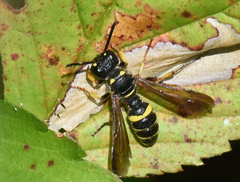 Cerceris atramontensis