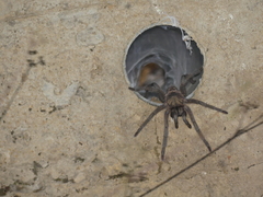 Chaetopelma olivaceum