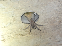 Chaetopelma olivaceum