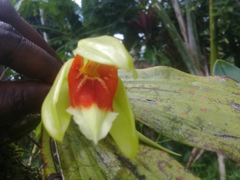 Coelogyne carinata