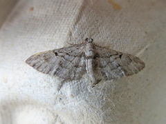 Eupithecia interruptofasciata