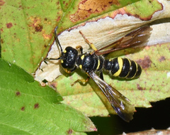 Cerceris atramontensis