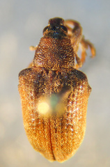 Gonipterus platensis