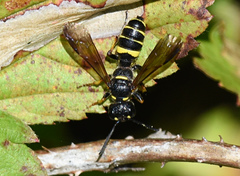 Cerceris atramontensis