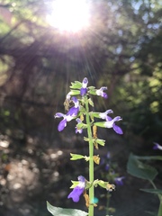 Salvia amissa