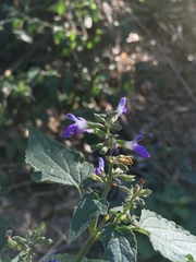 Salvia amissa