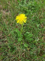 Taraxacum officinale
