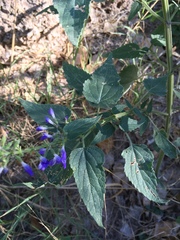 Salvia amissa