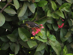 Coereba flaveola