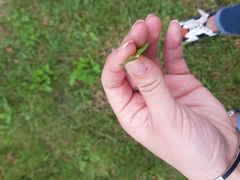 Taraxacum officinale