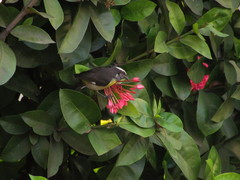 Coereba flaveola