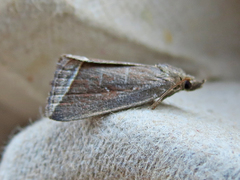Capis curvata