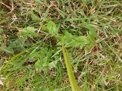 Taraxacum officinale