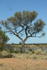 Sandplain Wattle (Acacia ammophila)