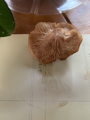 Desarmillaria caespitosa