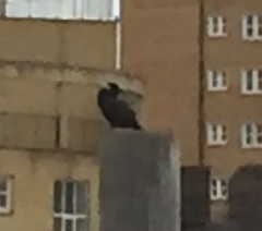 Phalacrocorax carbo