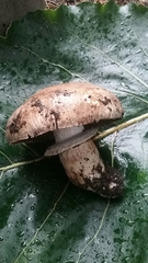 Agaricus cupreobrunneus