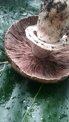 Agaricus cupreobrunneus
