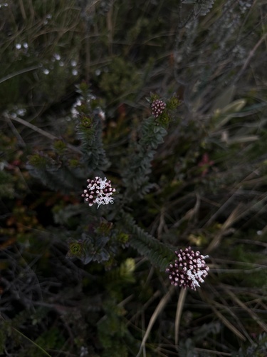 Ageratina vacciniifolia, photograph 5