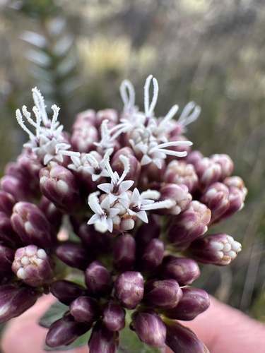 Ageratina vacciniifolia, photograph 6
