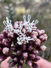 Ageratina vacciniifolia, photograph Nicolás Baresch Uribe, CC BY, iNaturalist via GBIF