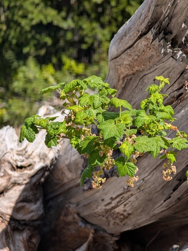 Mapleleaf currant