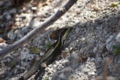 Basiliscus vittatus