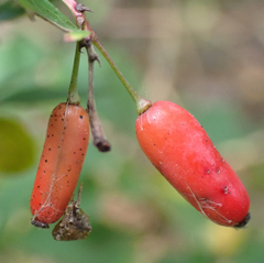 Berberis × ottawensis