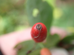 Berberis × ottawensis