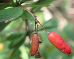 Berberis × ottawensis