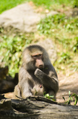 Papio hamadryas