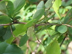 Berberis × ottawensis