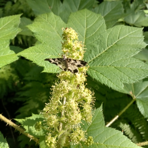 White-banded Black Moth photo 4