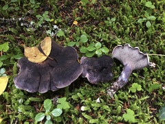 Hydnellum fuscoindicum