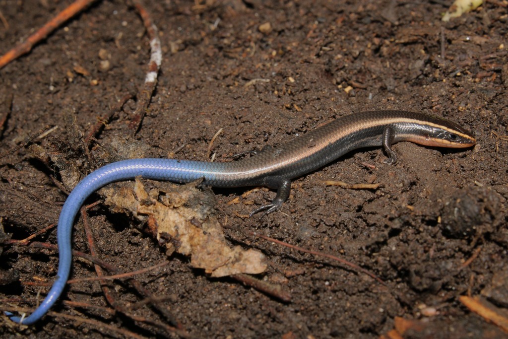 Balsas Blue-Tailed Skink