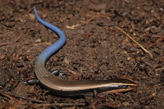Balsas Blue-Tailed Skink photo 2
